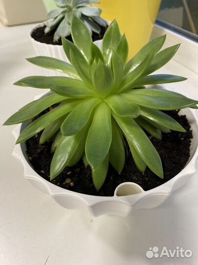 Суккулент редчайший