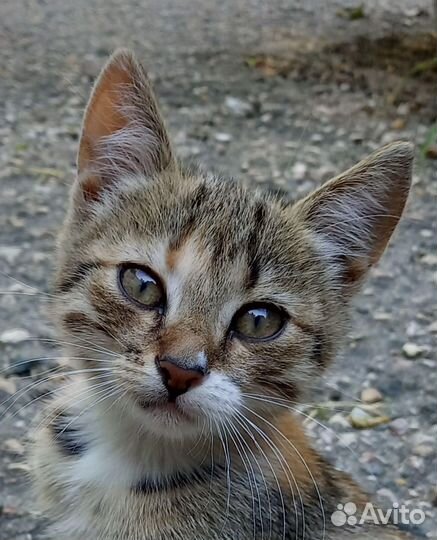 Котята в добрые руки бесплатно