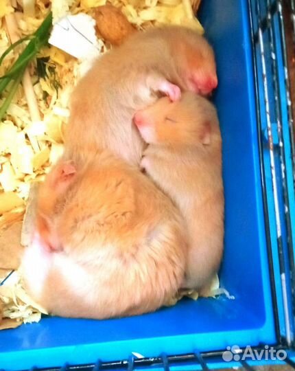 Сирийский хомяк