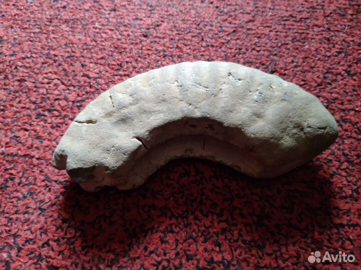 Минералы - Цитрин, Халцедоны, Амонит