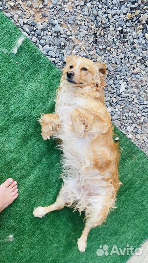 Собака в добрые руки отдам бесплатно