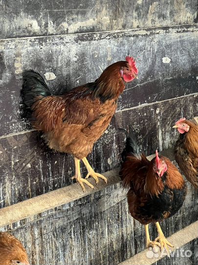 Петух кучинский