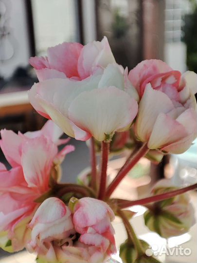 Пеларгония Эпплблоссум Экзотика