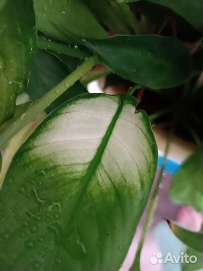 Спатифилум взрослый горшок 10 литров