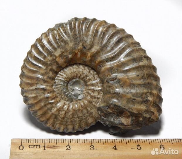 Аммонит Deshayesites dechyi