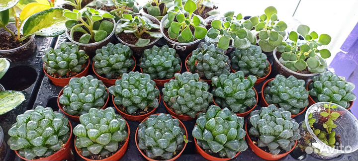 Суккуленты эхеверия, крассула, седум, хавортии