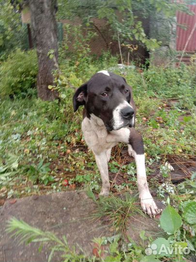 Пес в добрые руки