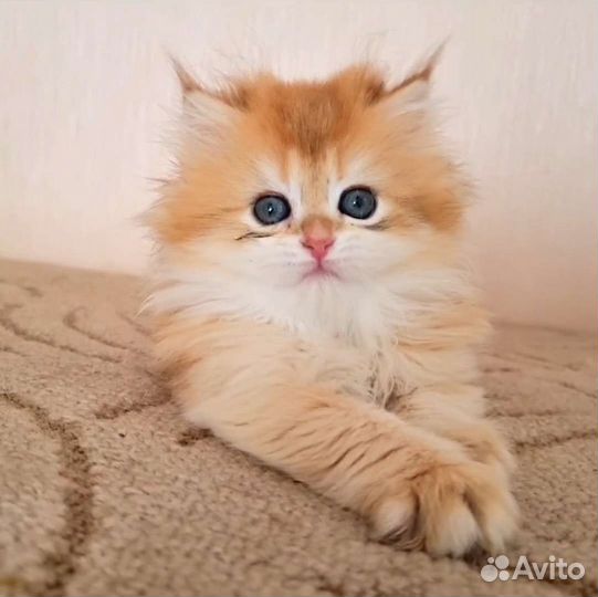 Британские золотинки
