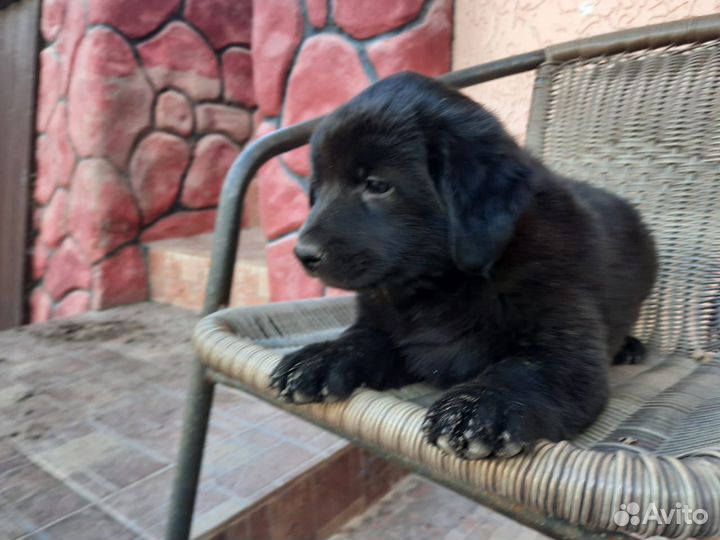 Щенок Мишель