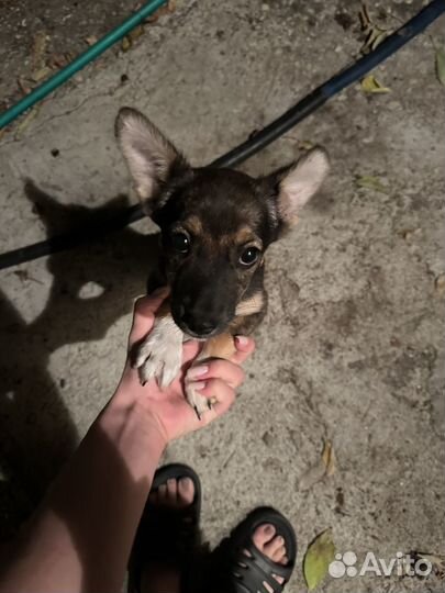 Собака в добрые руки щенок