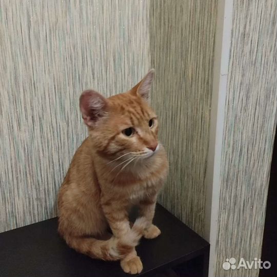 Найден рыжий кот