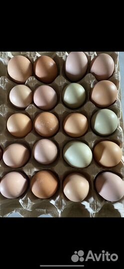 Инкубационное яйцо кур доминант и ломан браун