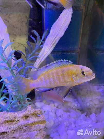 Аквариумные рыбы цихлида (псевдотрофеус)