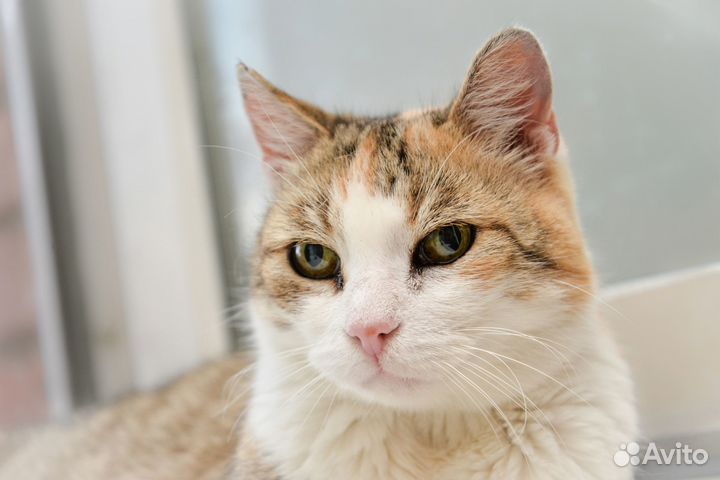 Молоденькая кошка, просто обожает людей