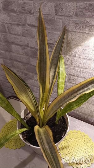 Сансевиерия разные сорта