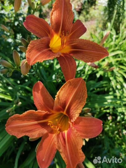 Лилии, Жемчужница, Лилейники