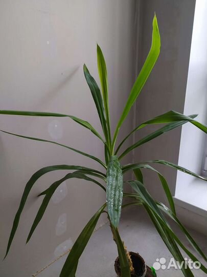 Юкка, драцена, алоказия