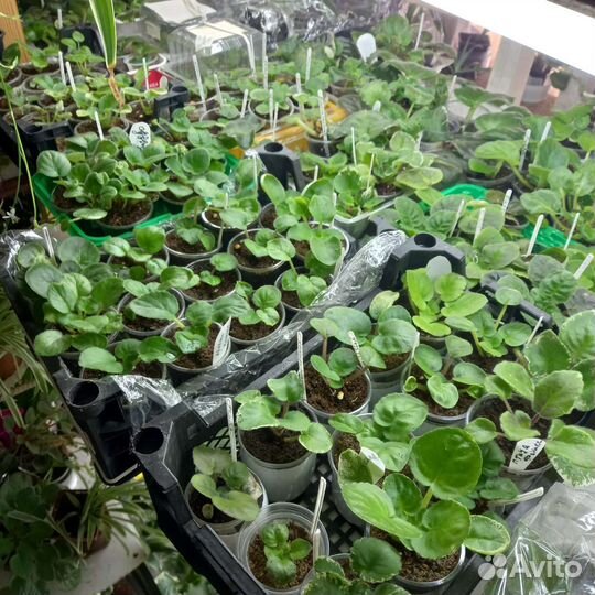 Фиалка детки