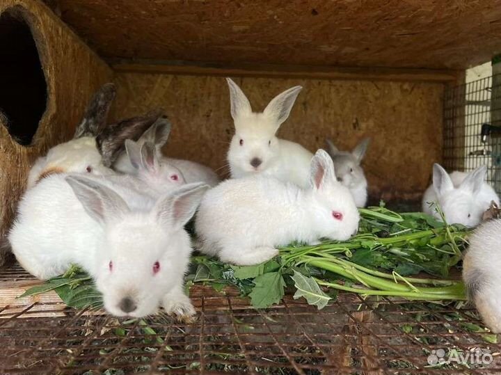 Калифорнийские кролики