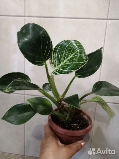 Филодендрон