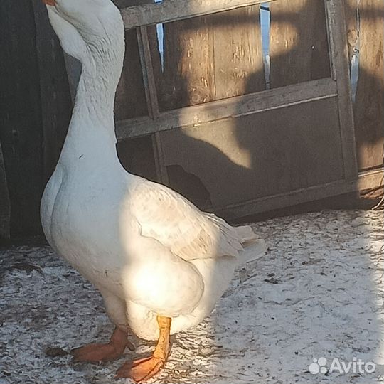 Гусак холмогор, молодой на племя