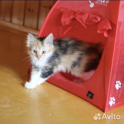 Веснушка ищет дом