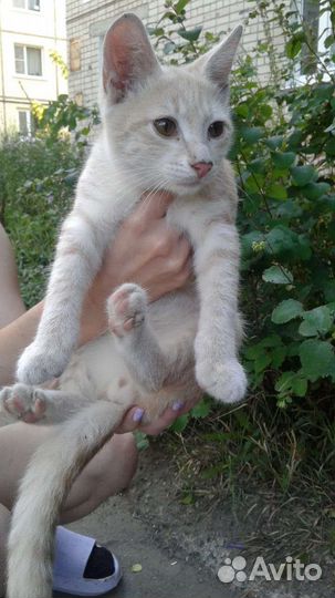 Плюшевый персиковый котенок в добрые руки