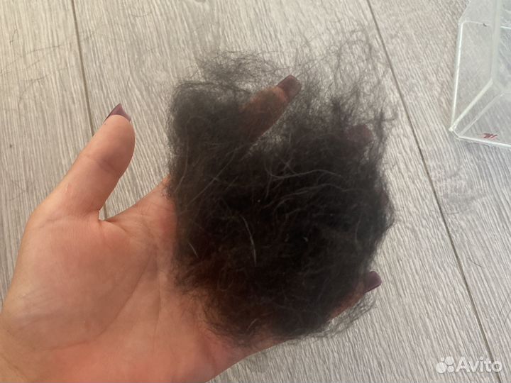 Шерсть чихуахуа