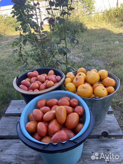 Помидоры свежие домашние из деревни