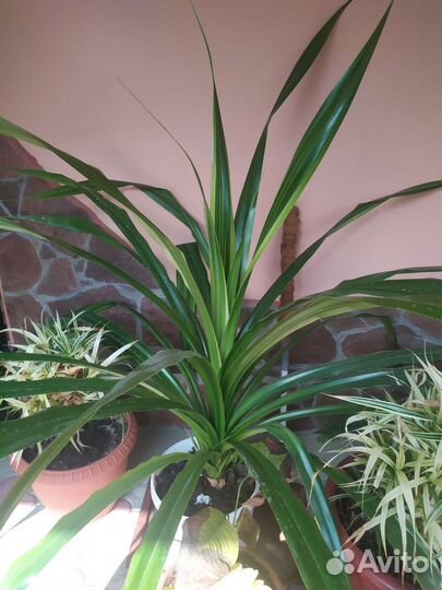 Комнатные цветы