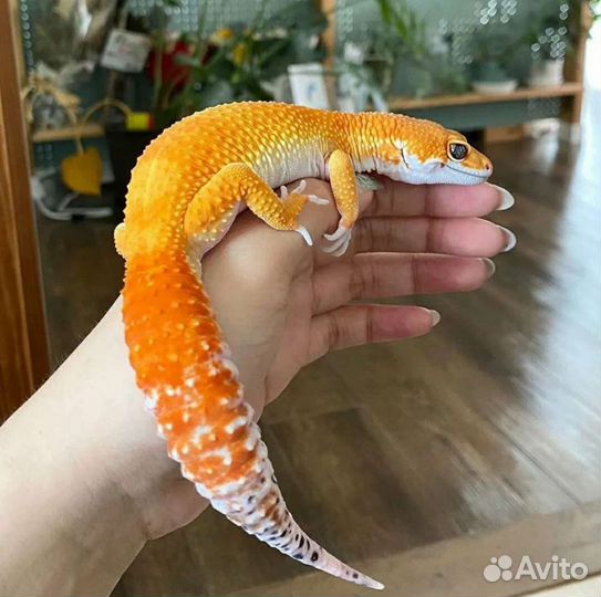 Передержка грызунов и рептилий. Выгул собак