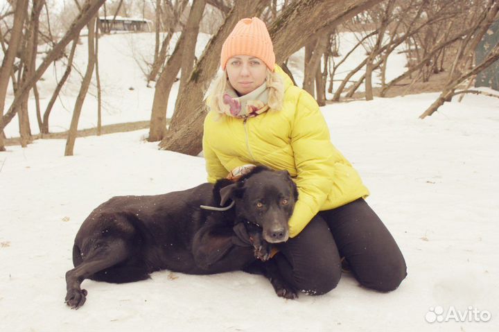 Собака в добрые руки, пентагон