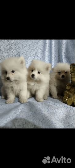 Померанский шпицы