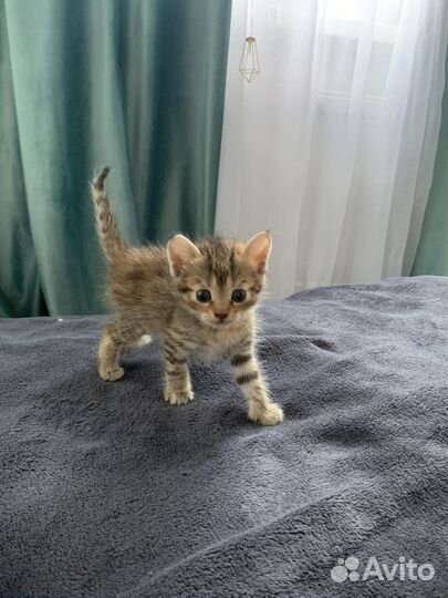 Девочки и мальчики