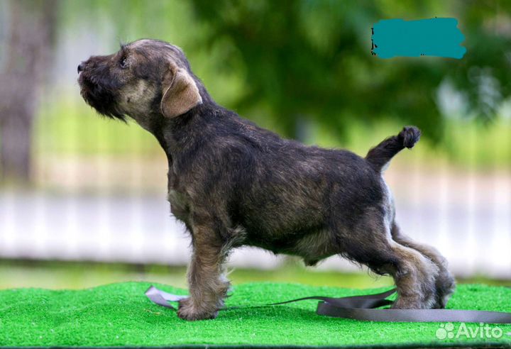 Цвергшнауцер