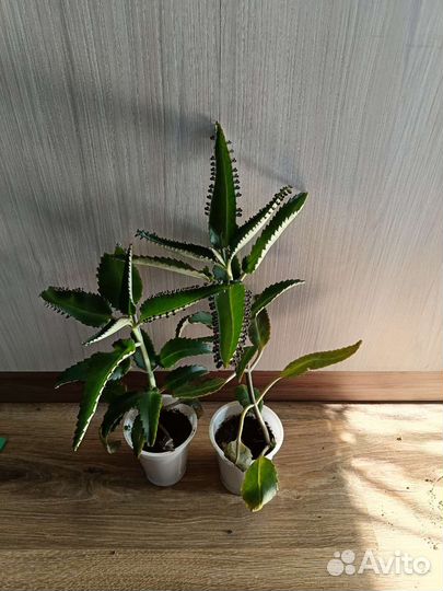 Алоэ, каланхоэ лечебное