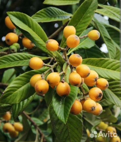 Мушмула,зкс