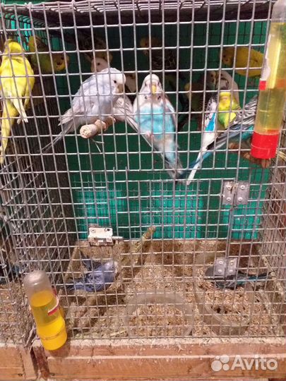 Попугаи волнистые,кореллы, канарейки,амадины