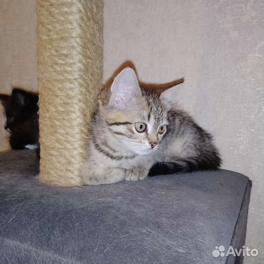 Котята от британской кошки