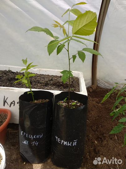 Черный, грецкий орехи, бархат, гинкго саженцы