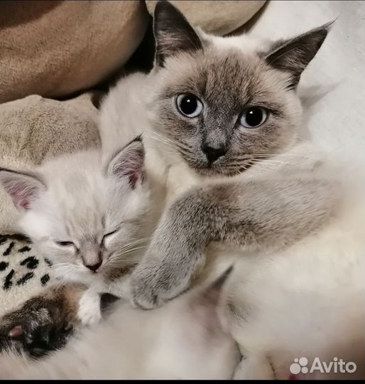 Тайские котята