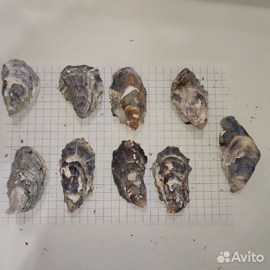 Створки устричных раковин