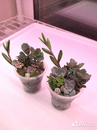 Садик из суккулентов (10+ видов)