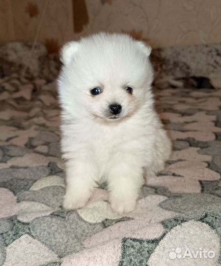 Щенки шпица