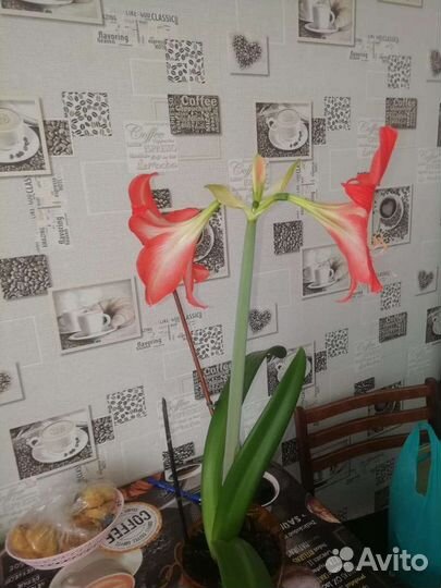 Лилия Гиппеаструм