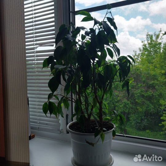 Фикус бенджамина
