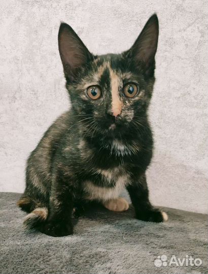 Котенок в дар бесплатно