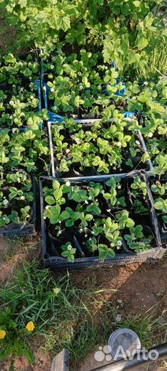 Рассада ремонтантной клубники