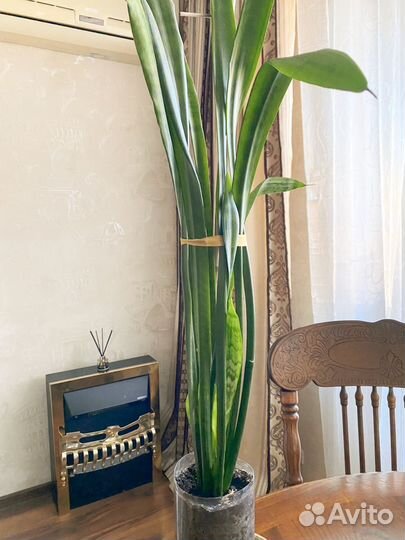 Сансиеверия