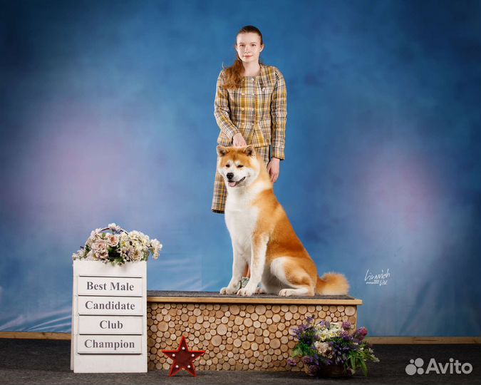 Услуги Хендлера